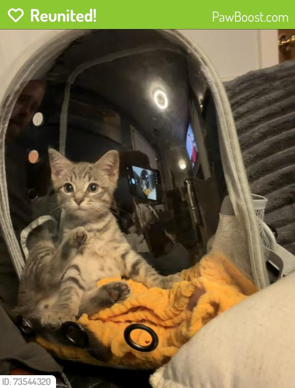 Reunited Male Cat last seen Wayne/goddard, Romulus, MI 48174