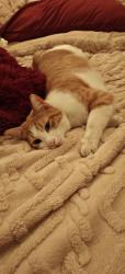 Reunited Male Cat last seen Crowley Road, Edgecliff Village, TX 76134