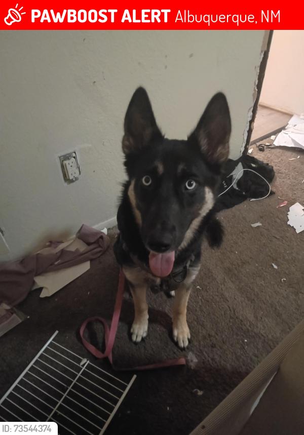 Lost Female Dog last seen Grove and zuni, Albuquerque, NM 87108