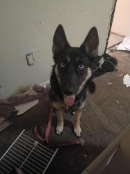 Lost Female Dog last seen Grove and zuni, Albuquerque, NM 87108