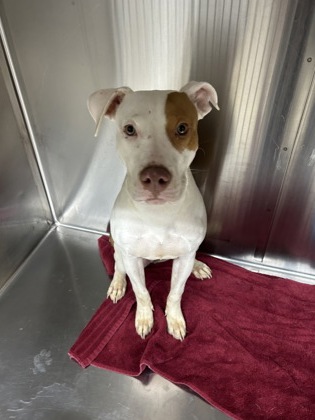 Shelter Stray Female Dog last seen Near Hudson St 207, Central District, TX, 355 Hillshire Dr, Haslet, TX 76052, USA