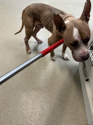 Shelter Stray Male Dog last seen Near Hudson St 207, Central District, TX, 355 Hillshire Dr, Haslet, TX 76052, USA