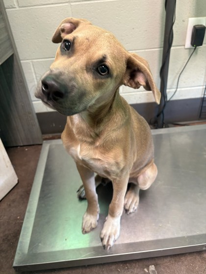 Shelter Stray Female Dog last seen CR 8, Lauderdale County, AL, 3240 Roberson Rd, Florence, AL 35630, USA