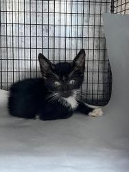 Shelter Stray Male Cat last seen Near BLOCK SW 51ST ST, 3599 NW 79th Ave, Doral, FL 33122, USA