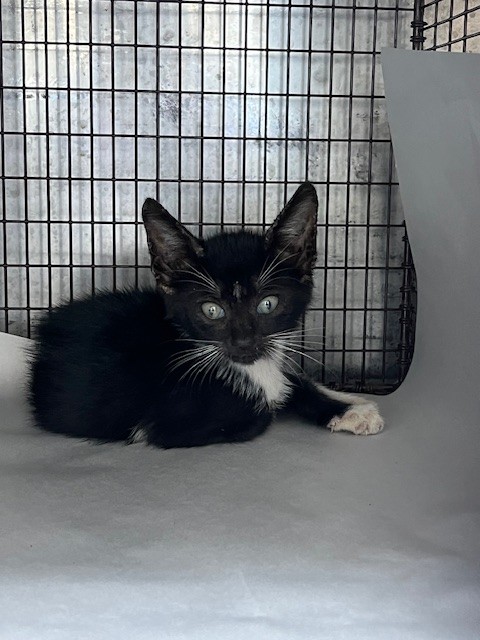 Shelter Stray Male Cat last seen Near BLOCK SW 51ST ST, 3599 NW 79th Ave, Doral, FL 33122, USA