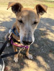 Shelter Stray Male Dog last seen 49th Street, San Diego, CA, 92115, 5500 Gaines St, San Diego, CA 92110, USA