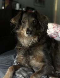 Reunited Female Dog last seen Buchanan high school track, Clovis, CA 93619