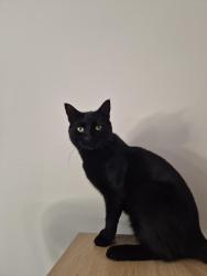 Lost Male Cat last seen Old dairy court, emerald road, Katherine Drive, Evelyn RoadE, Central Bedfordshire, England LU5 4SQ