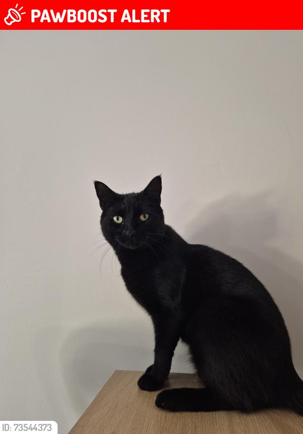 Lost Male Cat last seen Old dairy court, emerald road, Katherine Drive, Evelyn RoadE, Central Bedfordshire, England LU5 4SQ