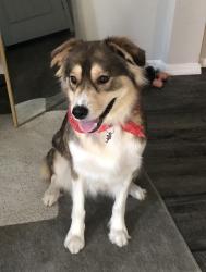 Reunited Female Dog last seen 91st ave and McDowell rd, Phoenix, AZ 85037