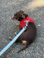 Reunited Male Dog last seen Saint Paul, MN 55103 near Topping and Como Ave, Saint Paul, MN 55103