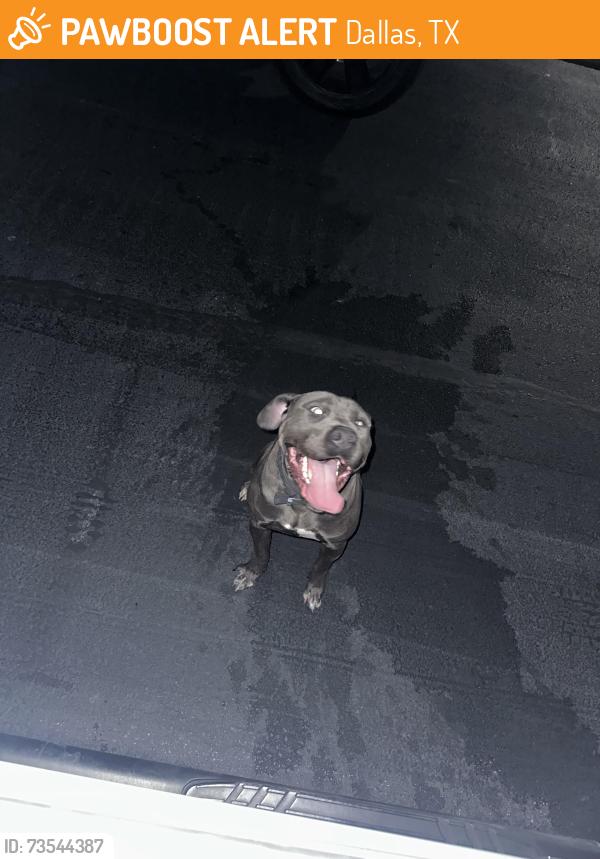 Found/Stray Male Dog last seen Orbiter / westrock, Dallas, TX 75243