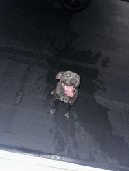 Found/Stray Male Dog last seen Orbiter / westrock, Dallas, TX 75243