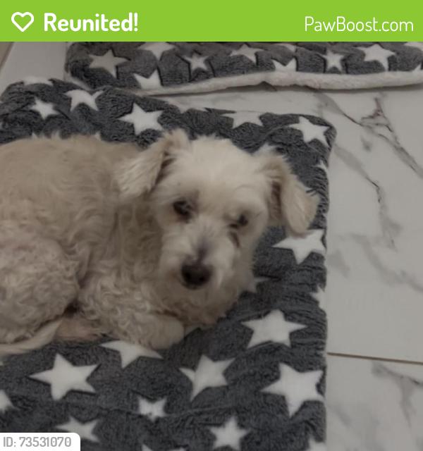Reunited Female Dog last seen Sab Saba and Shary, Cimarron, Mission, TX 78572