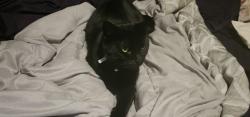 Lost Male Cat last seen Hwy6, Houston, TX 77082
