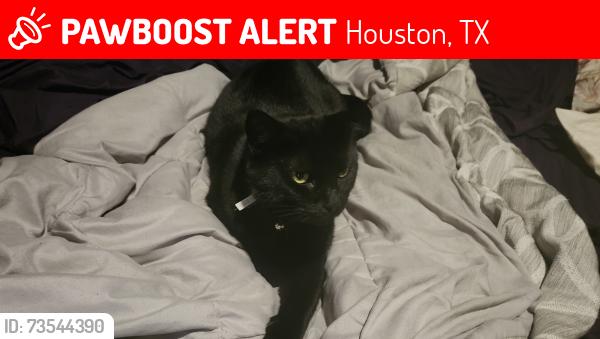 Lost Male Cat last seen Hwy6, Houston, TX 77082