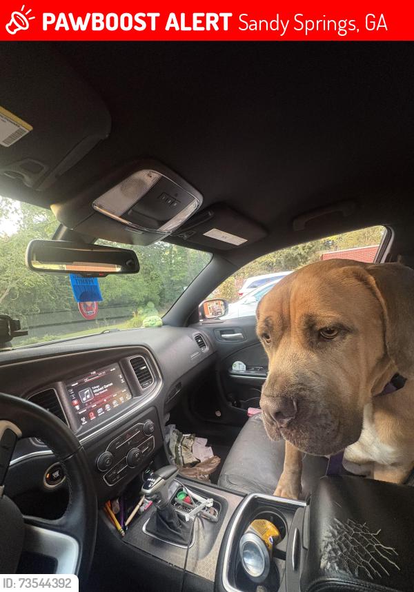 Lost Female Dog last seen Near calibre springs way, Sandy Springs, GA 30342