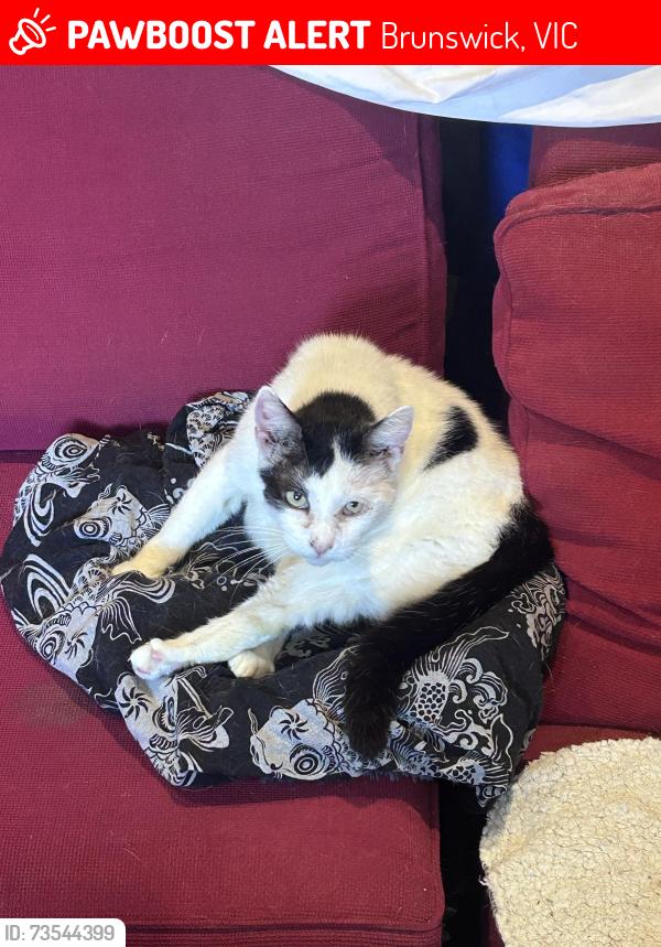 Lost Male Cat last seen Hope Street, Brunswick, VIC 3056