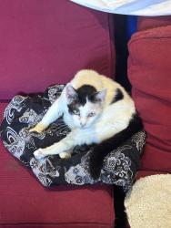 Lost Male Cat last seen Hope Street, Brunswick, VIC 3056