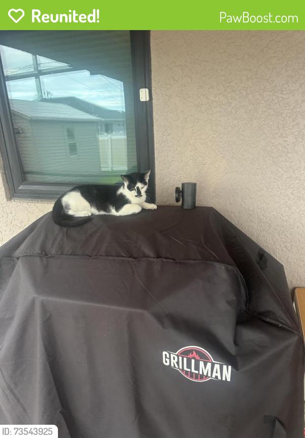 Reunited Male Cat last seen NE 15th street, Cape Coral, FL 33909