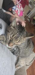 Lost Male Cat last seen coronation park school area, Regina, SK S4R 3R2