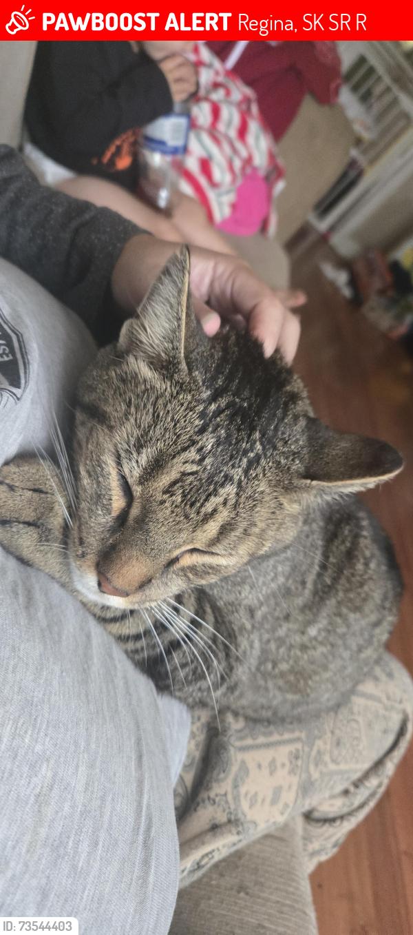 Lost Male Cat last seen coronation park school area, Regina, SK S4R 3R2