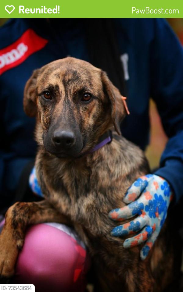 Reunited Female Dog last seen Wood, near 278 Belknap Mountain Rd, Gilford, NH, Gilford, NH 03249