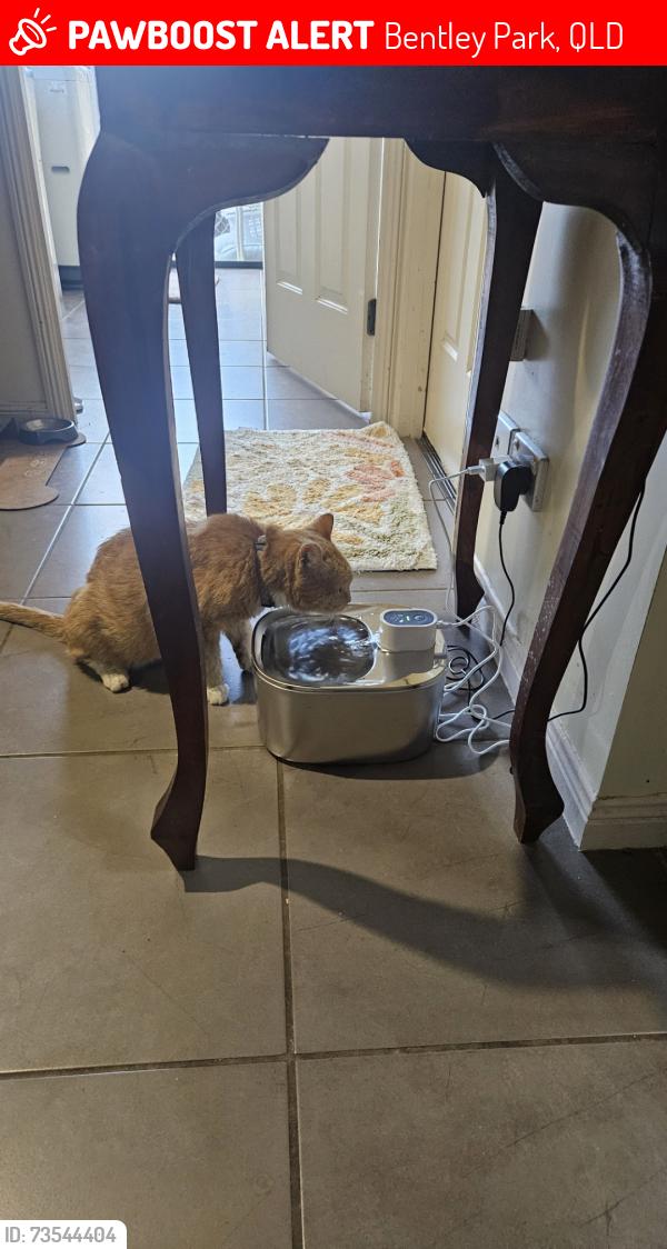 Lost Female Cat last seen Fitzmaurice, Bentley Park, QLD 4869