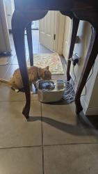 Lost Female Cat last seen Fitzmaurice, Bentley Park, QLD 4869