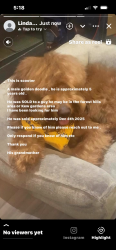 Lost Male Dog last seen Bell blvd bayside queens ny, Queens, NY 11360