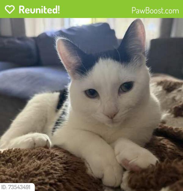 Reunited Male Cat last seen Greengold St, Crest Hill, IL 60435