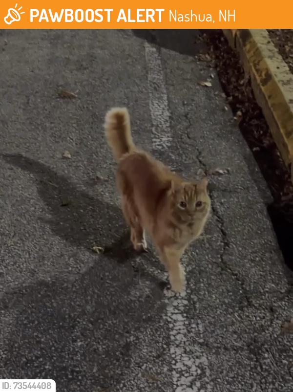 Found/Stray Male Cat last seen Bay Ridge apmts, south nashua. building closest to leasing office., Nashua, NH 03062