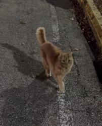 Found/Stray Male Cat last seen Bay Ridge apmts, south nashua. building closest to leasing office., Nashua, NH 03062