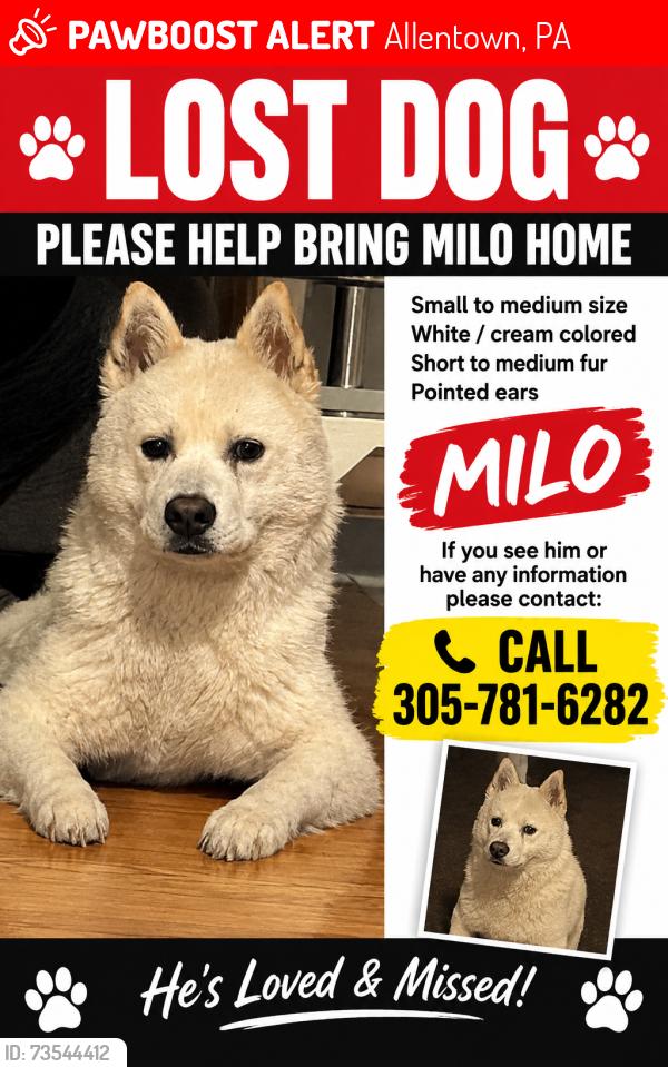 Lost Male Dog last seen 8th nd tilgman st, Allentown, PA 18102