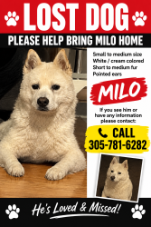 Lost Male Dog last seen 8th nd tilgman st, Allentown, PA 18102
