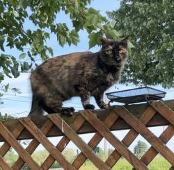 Lost Female Cat last seen E Mudlake & church rd, Lysander, NY 13027