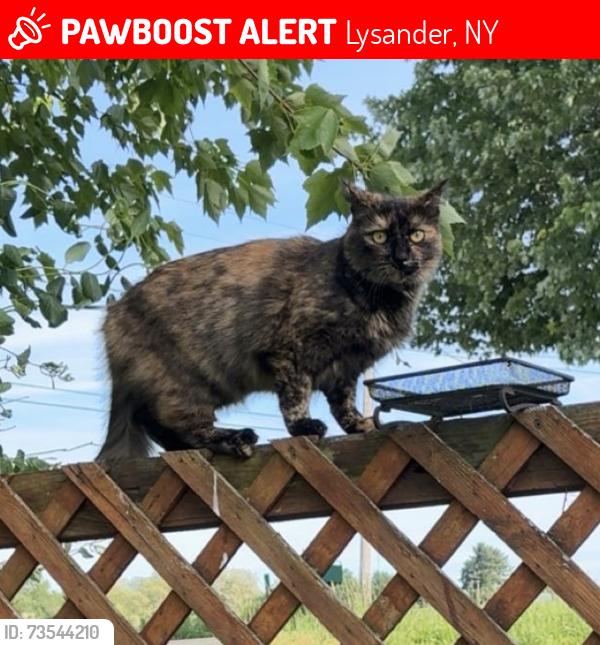 Lost Female Cat last seen E Mudlake & church rd, Lysander, NY 13027
