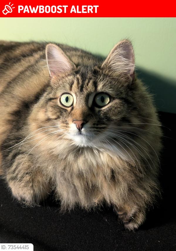 Lost Female Cat last seen Belvedere Manor, Lurgan, Lurgan, Northern Ireland BT67 9NX