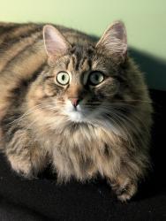 Lost Female Cat last seen Belvedere Manor, Lurgan, Lurgan, Northern Ireland BT67 9NX