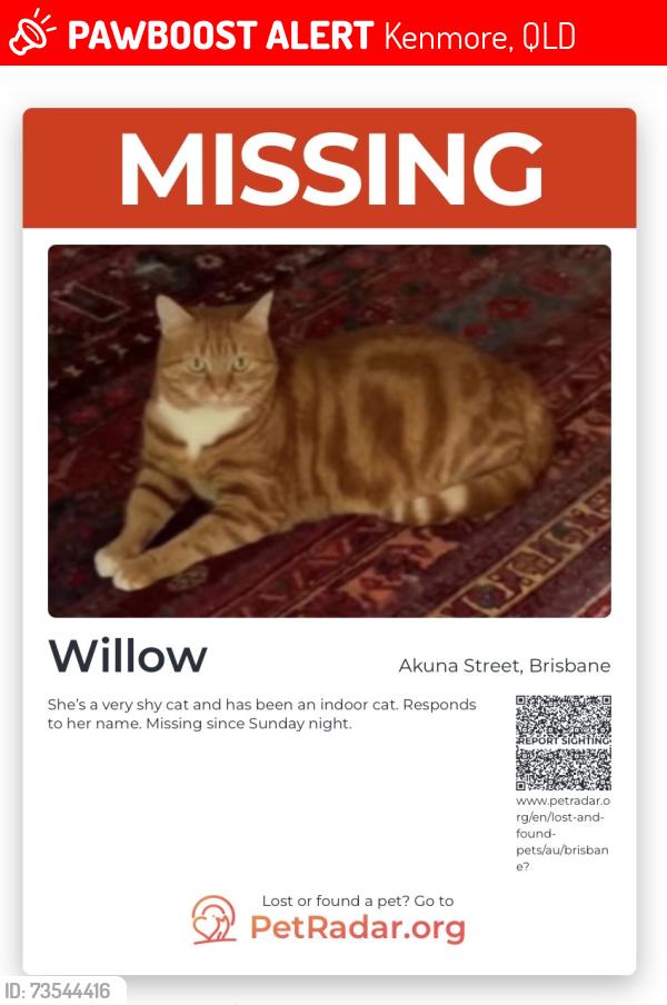 Lost Female Cat last seen Near Akuna Street, Kenmore, WLD, Kenmore, QLD 4069
