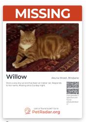 Lost Female Cat last seen Near Akuna Street, Kenmore, WLD, Kenmore, QLD 4069