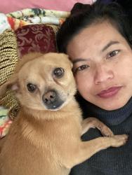 Lost Male Dog last seen Garvey/ Langford Place, Rosemead, CA 91770