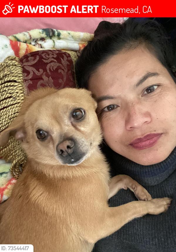 Lost Male Dog last seen Garvey/ Langford Place, Rosemead, CA 91770