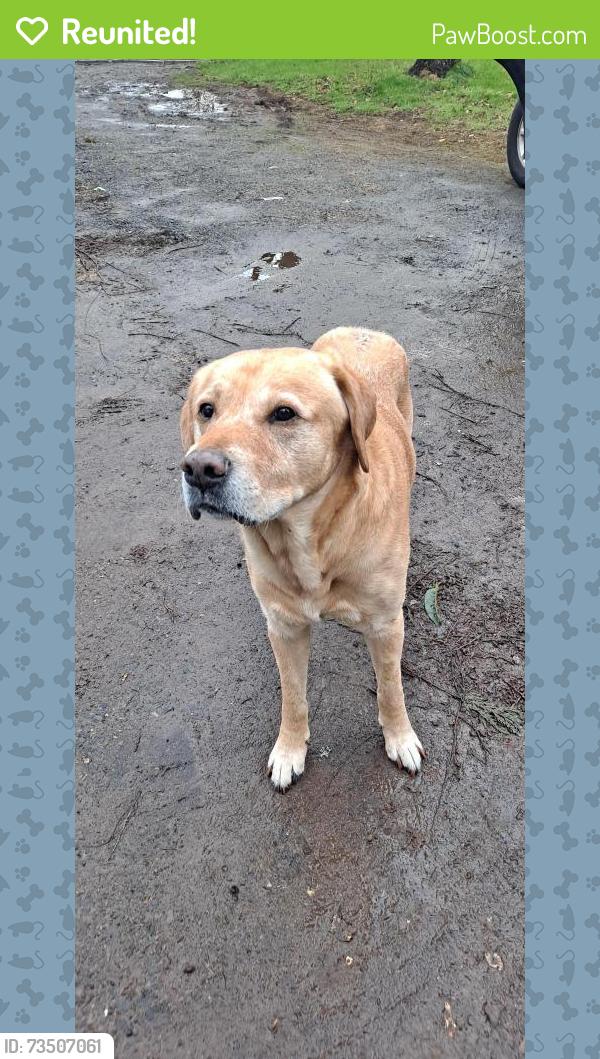 Reunited Male Dog last seen NE 72nd Ave & NE 45th St, Vancouver, WA 98661