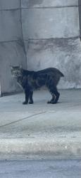 Found/Stray Unknown Cat last seen Pullman area, Chicago, IL 60628