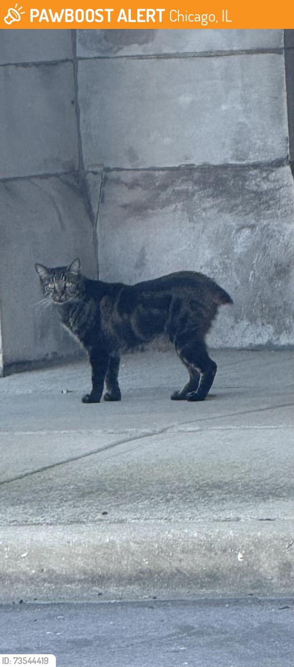 Found/Stray Unknown Cat last seen Pullman area, Chicago, IL 60628
