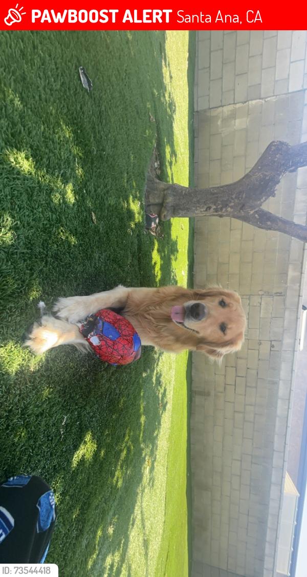 Lost Male Dog last seen Near w civic center dr, Santa Ana, CA 92703