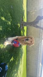 Lost Male Dog last seen Near w civic center dr, Santa Ana, CA 92703