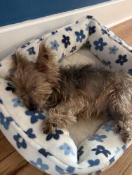 Reunited Male Dog last seen Lime street, Tarpon Springs, FL 34689