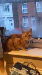 Lost Male Cat last seen Newbold road chesterfield, Derbyshire, England 
